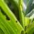 Lake Worth Armyworm Removal by Florida's Best Lawn & Pest, LLC